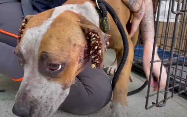 Terrifying Ordeal: Pitbull Overwhelmed by Ticks Rescued in Dramatic Fashion-1