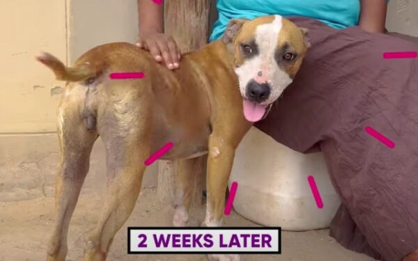 Terrifying Ordeal: Pitbull Overwhelmed by Ticks Rescued in Dramatic Fashion-2