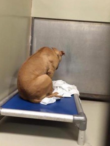 The Heartbreaking Journey of a Pitbull Surrendered Twice!-1