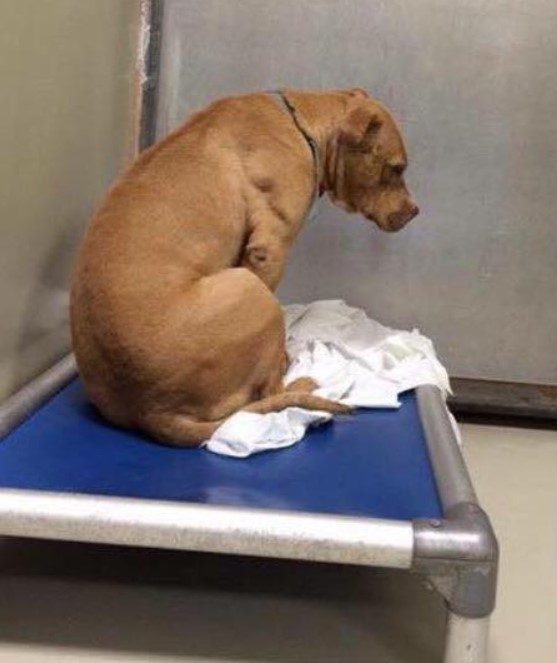 The Heartbreaking Journey of a Pitbull Surrendered Twice!-2