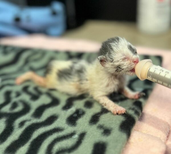 Tiny Warrior: The Remarkable Tale of a One-Eared Kitten's Fight for Life-3
