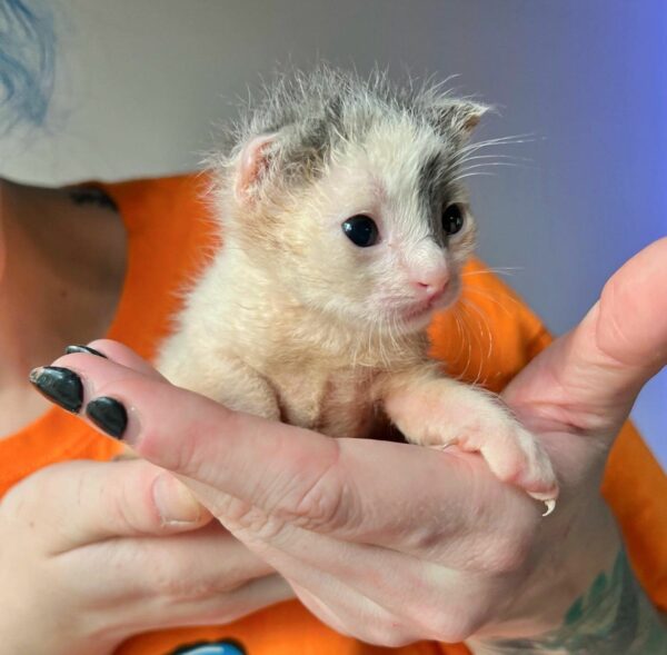 Tiny Warrior: The Remarkable Tale of a One-Eared Kitten's Fight for Life-5