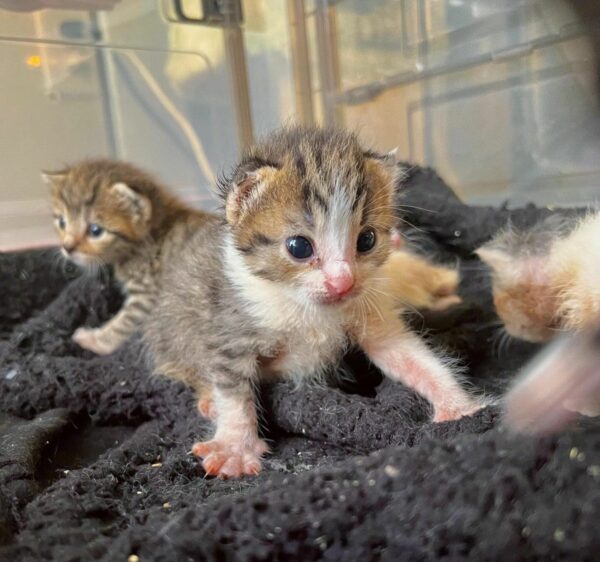 Tiny Warrior: The Remarkable Tale of a One-Eared Kitten's Fight for Life-6
