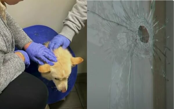 Golpea la tragedia: la querida mascota de la familia muere por Stray Bullet-1