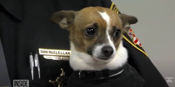 Tragic Tale of Devotion: K9 Chihuahua Dies Hours After Her Beloved Handler-2