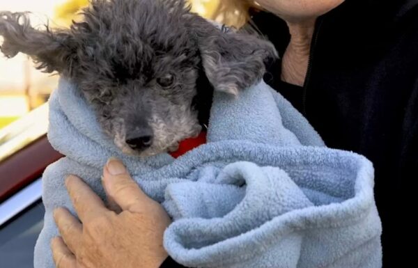 La increíble razón por la que el dueño entregó a su perro sorprende al personal del refugio-3