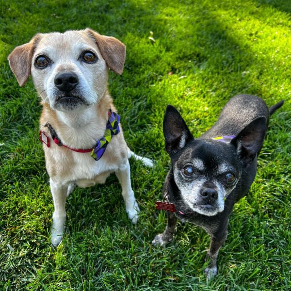 Un descubrimiento inesperado sobre perros rescatados conduce a un viaje increíble-4