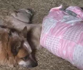 Unlikely Guardian: How a Devoted Dog Helped a Grieving Foal Survive the Unthinkable-1