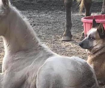 Guardián improbable: Cómo un perro devoto ayudó a un potro afligido a sobrevivir a lo impensable-2