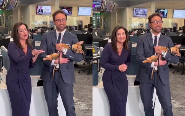 Watch the Adorable Moment a Puppy Naps During Live TV Broadcast!-1