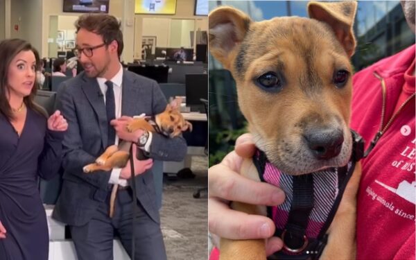 Watch the Adorable Moment a Puppy Naps During Live TV Broadcast!-2