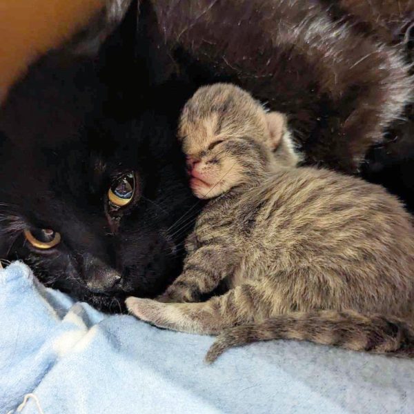 ¿Qué pasó cuando se encontraron gatitos en una maceta? ¡Descubra cómo se desarrolló la búsqueda de su madre!-1