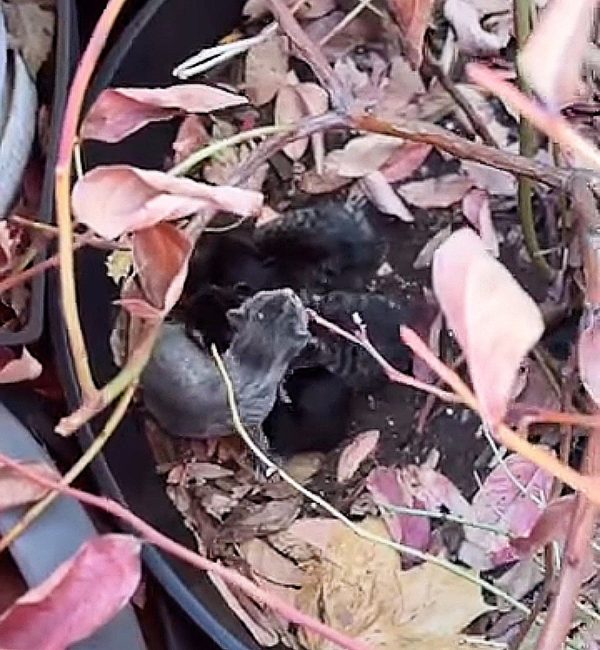 What Happened When Kittens Were Found in a Flower Pot? Find Out How the Search for Their Mother Unfolded!-2