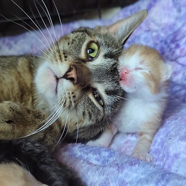 ¿Qué sucede cuando una gata preñada abandonada en Walmart encuentra refugio en una mecánica?-1