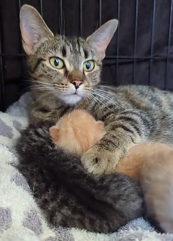 What Happens When a Pregnant Cat Left at Walmart Finds Refuge with Mechanics?-11