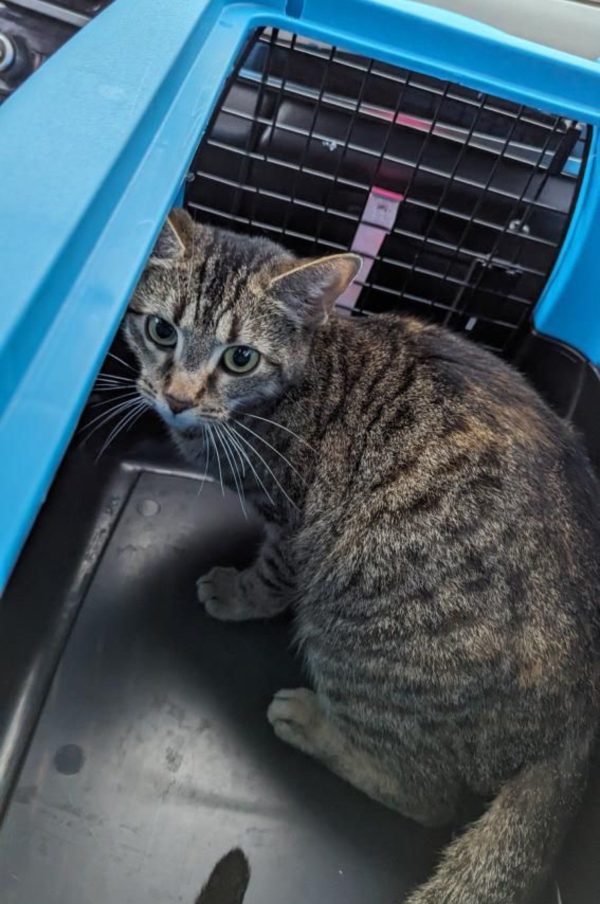 ¿Qué sucede cuando una gata preñada abandonada en Walmart encuentra refugio en una mecánica?-2