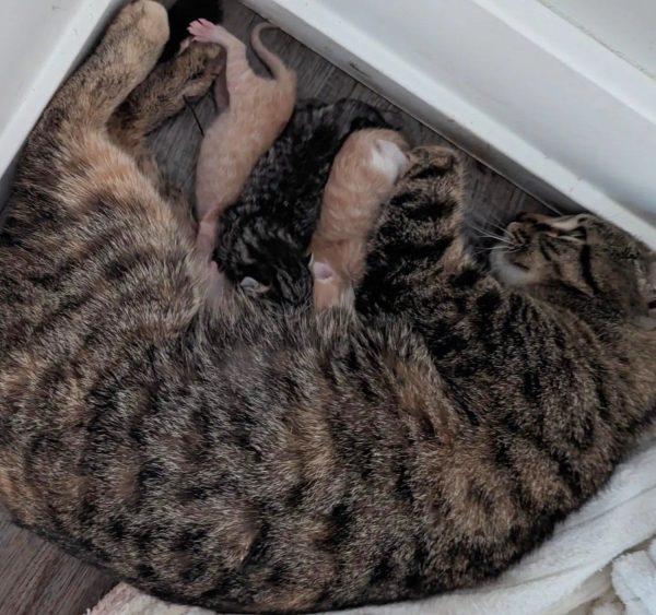 What Happens When a Pregnant Cat Left at Walmart Finds Refuge with Mechanics?-4