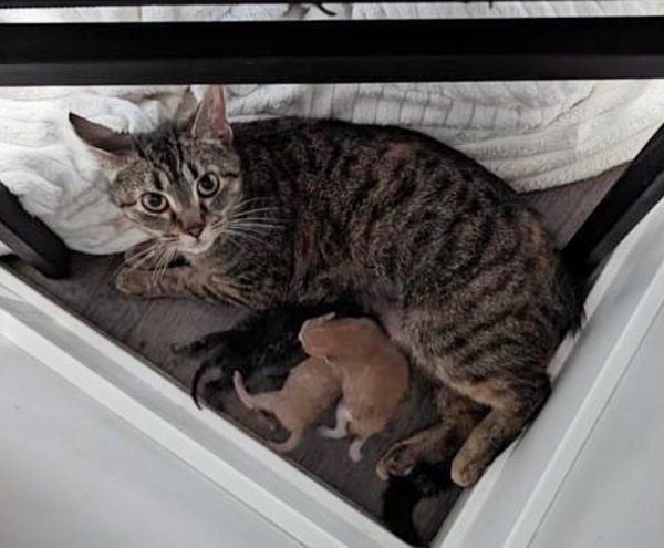 What Happens When a Pregnant Cat Left at Walmart Finds Refuge with Mechanics?-5