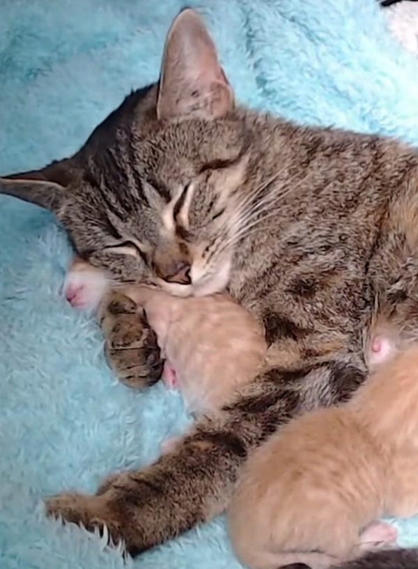 What Happens When a Pregnant Cat Left at Walmart Finds Refuge with Mechanics?-6