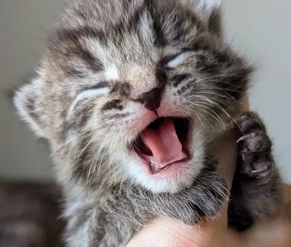 ¿Qué sucede cuando una gata preñada abandonada en Walmart encuentra refugio en una mecánica?-7