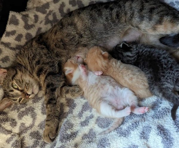 What Happens When a Pregnant Cat Left at Walmart Finds Refuge with Mechanics?-8