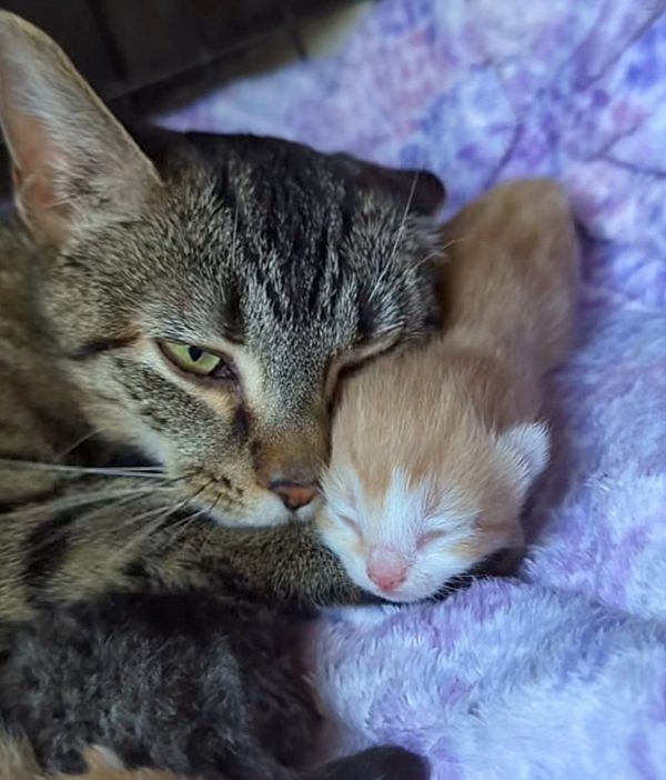 ¿Qué sucede cuando una gata preñada abandonada en Walmart encuentra refugio en una mecánica?-9