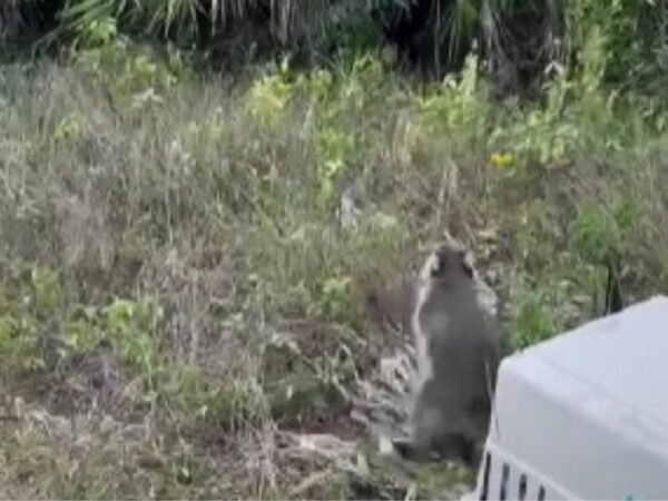 You Won't Believe What This Homeowner Found on His Roof!-4