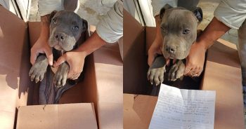 Young Boy's Desperate Act to Save Beloved Puppy Captures Hearts-1