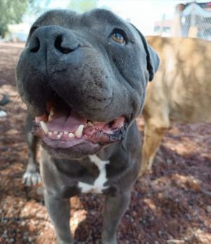 El acto desesperado de un niño para salvar a su amado cachorro captura corazones-3