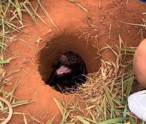 Joven héroe descubre y rescata a un cachorro atrapado: una historia de coraje y compasión-2