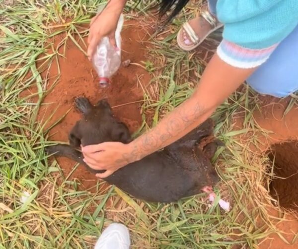 Joven héroe descubre y rescata a un cachorro atrapado: una historia de coraje y compasión-3