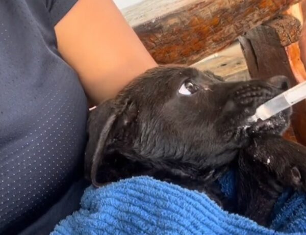 Joven héroe descubre y rescata a un cachorro atrapado: una historia de coraje y compasión-4