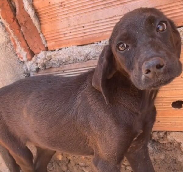 Young Hero Discovers and Rescues Trapped Pup: A Tale of Courage and Compassion-5