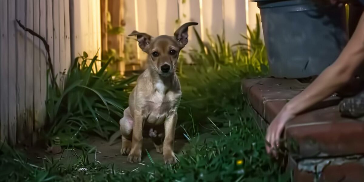 A Backyard Discovery: How a Stray Puppy Found His Way Into a Woman's Heart