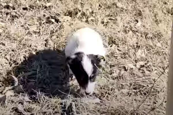 Un encuentro casual en una carretera muy transitada condujo a un vínculo inquebrantable-1