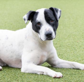 A Child’s Heartfelt Note for an Abandoned Dog Left Everyone in Tears-1