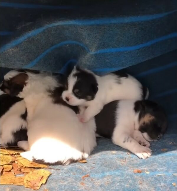 A Chilling Discovery: How a Trembling Dog Mom Fought to Keep Her Puppies Alive-1