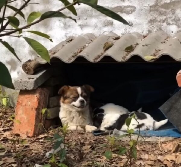 Incluso cuando los cachorros crecieron, el compromiso del hombre nunca flaqueó. Continuó llevando comida, asegurándose de que la familia nunca pasara hambre. La confianza de la madre en él era absoluta y los cachorros lo adoraban. Su vínculo era inquebrantable, un testimonio del poder de la bondad y el amor.