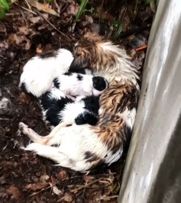 A Chilling Discovery: How a Trembling Dog Mom Fought to Keep Her Puppies Alive-1