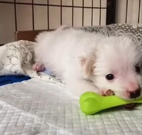 Un grito de ayuda: el desgarrador viaje de un cachorro abandonado-1