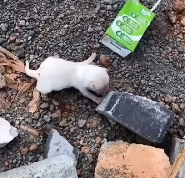 Un grito de ayuda: el desgarrador viaje de un cachorro abandonado-1