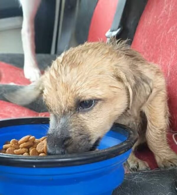 Un grito de ayuda: el cachorro callejero que encontró esperanza bajo la lluvia-1