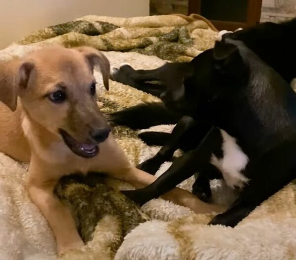 Un grito de ayuda: el cachorro callejero que encontró esperanza bajo la lluvia-1