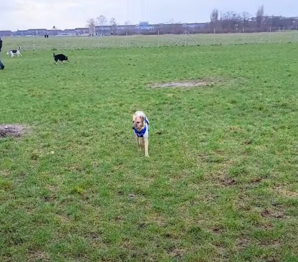 Un grito de ayuda: el cachorro callejero que encontró esperanza bajo la lluvia-1