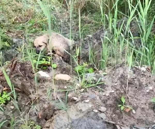 Un grito de ayuda: el cachorro callejero que encontró esperanza bajo la lluvia-1