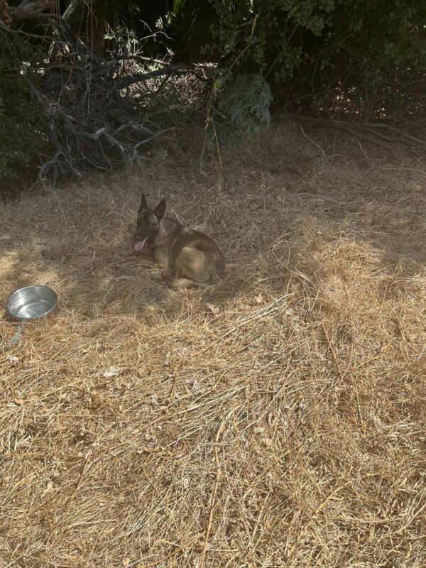 A Curious Glance at the Hillside Turned Into an Unforgettable Discovery-1