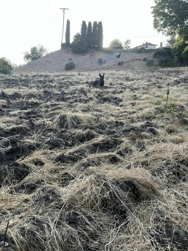 Una mirada curiosa a la ladera convertida en un descubrimiento inolvidable-1