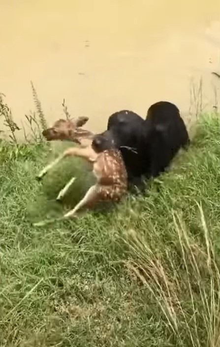 A Daring Rescue: How a Black Labrador Became a Hero by Saving a Drowning Fawn-1