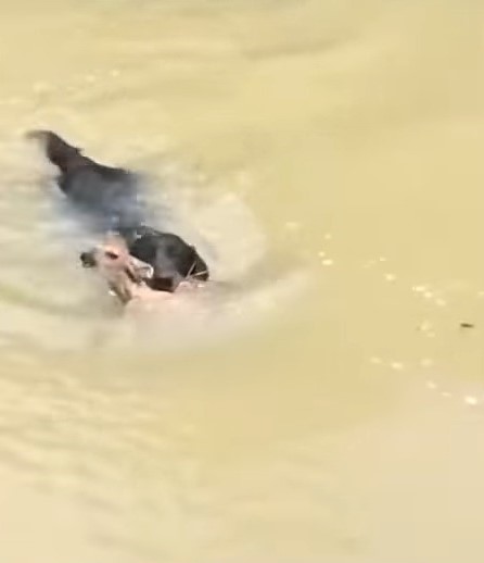 A Daring Rescue: How a Black Labrador Became a Hero by Saving a Drowning Fawn-1
