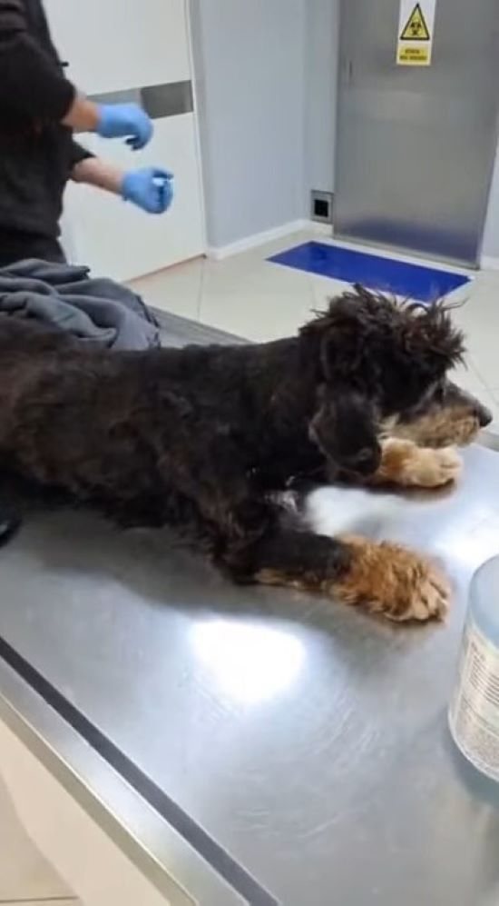 La milagrosa transformación de un perro desesperado: de la zanja a la esperanza-1